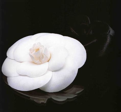 coco chanel white camellia|Chanel camellia flower.